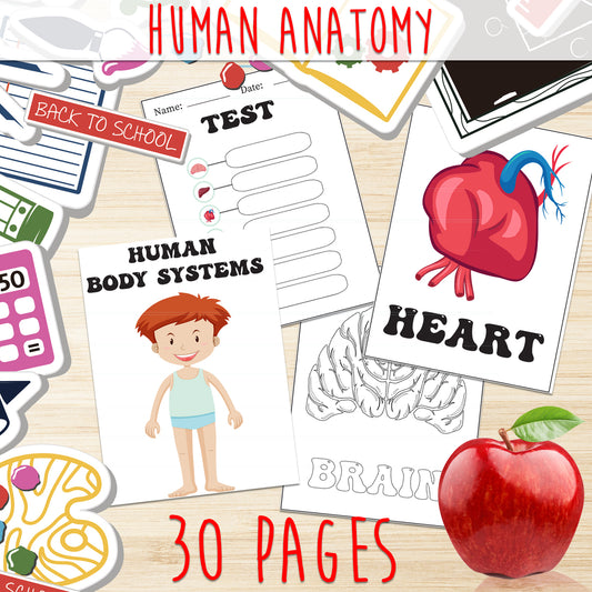 Downloadable Printable Human Anatomy Worksheets for Kids