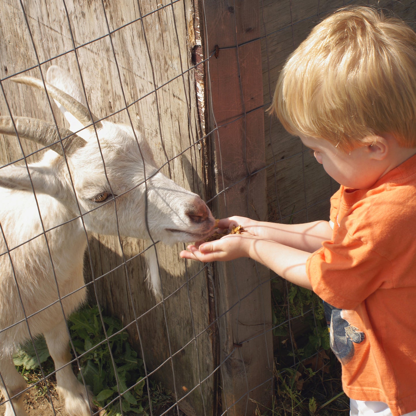 child at zoo